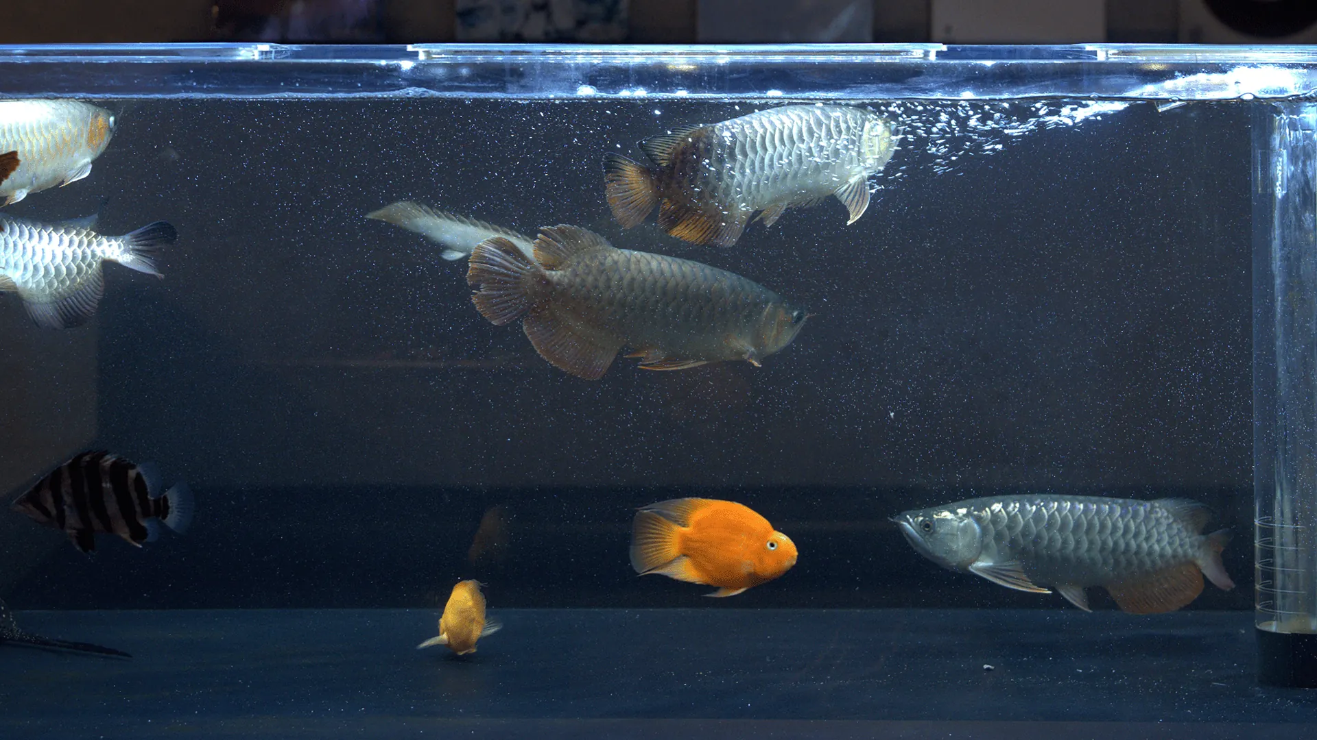 Aqua Lounge Sの店内で龍魚が泳ぐ大型アクアリウム